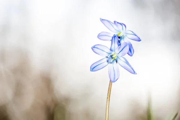 素敵なシラのボフォリア野生の花 — ストック写真