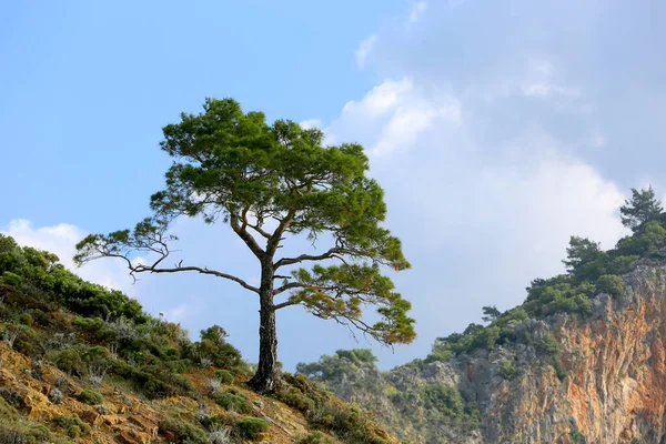 Пейзаж Одинокой Сосной Склоне Горы — стоковое фото
