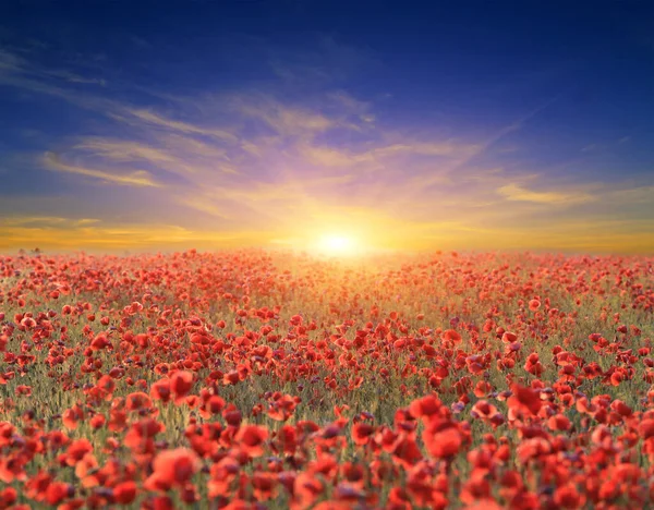 Ładny Krajobraz Dzikim Makiem Łąka Kwiat Zachodzie Słońca Niebo Tło — Zdjęcie stockowe