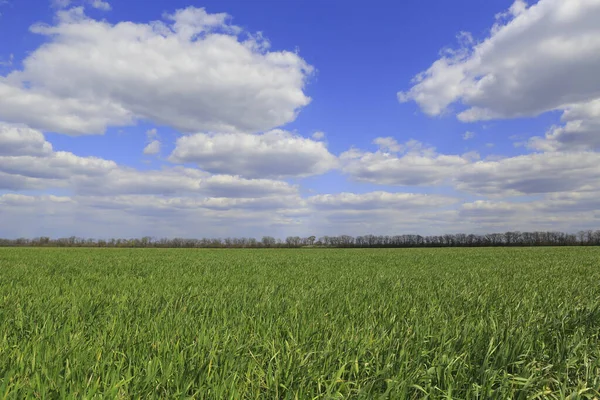 Krajobraz Zieloną Łąką Pod Ładnym Niebem Chmurami — Zdjęcie stockowe