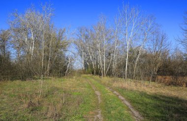 Güneşli ormanda monoton yollu bahar manzarası