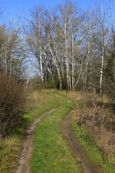 Paesaggio Con Strada Carreggiata Nella Foresta Primaverile — Foto Stock