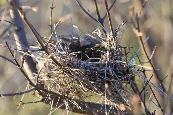 Vogelnest Zwischen Baumzweigen Frühlingstag — Stockfoto