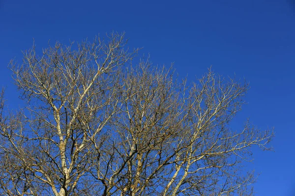 Leafless Tree Brunches Blue Spring Sky Background — Stock Photo, Image