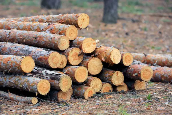 Wooden Logs Meadow Forest — Stock Photo, Image