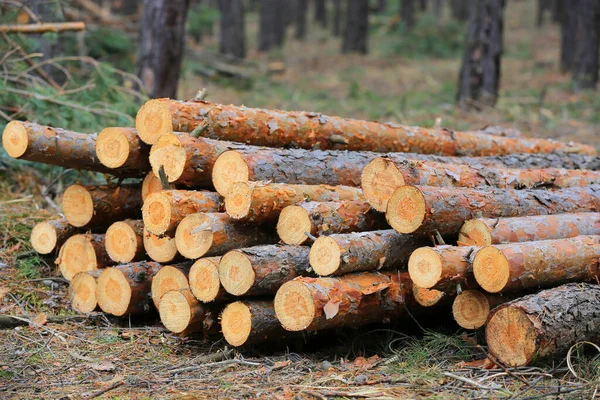 Dřevěné Klády Louce Lese — Stock fotografie