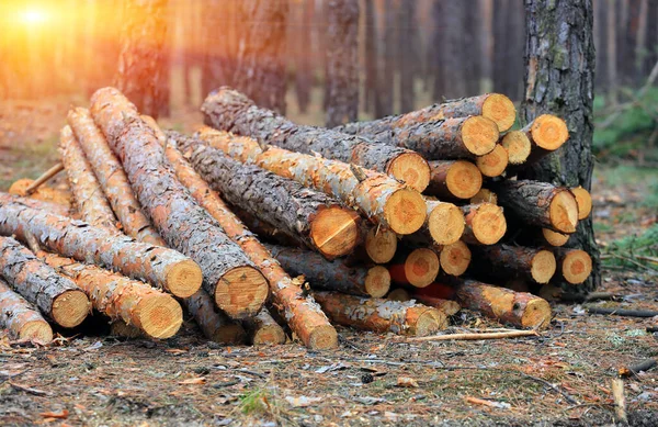 Borovicová Dřeva Skladovat Lese — Stock fotografie