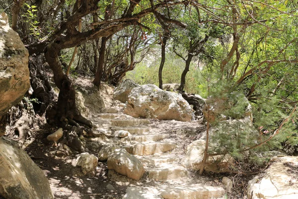 Sentiero Turistico Avakas Gorge Vicino Alla Città Pafos Cipro — Foto Stock