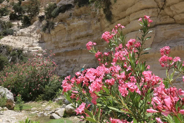 Blühende Rododendronblumen Avakas Gogre Zypern — Stockfoto