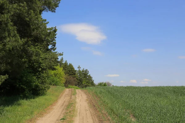 Рут Роуд Границе Сельскохозяйственного Поля Зеленой Травой Облаком Голубом Небе — стоковое фото