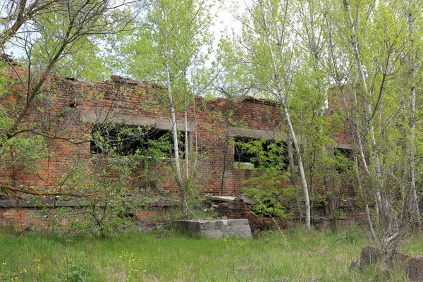 Zřícenina Opuštěného Průmyslového Domu Lese — Stock fotografie