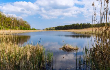 Ormanda vahşi göl olan ilkbahar manzarası 
