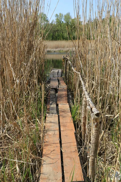 Passerelles Bois Parmi Les Fourrés Roseaux Sur Rivière — Photo