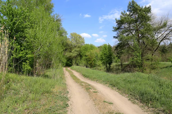 Paisagem Ensolarada Com Estrada Rural Floresta Verde — Fotografia de Stock