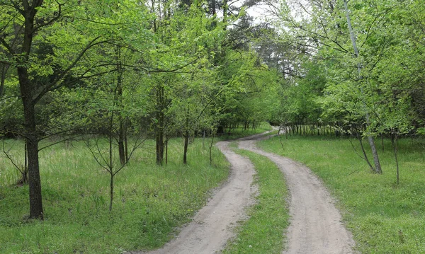 Estrada Sujeira Floresta Verde Paisagem Mola Com Estrada Floresta — Fotografia de Stock