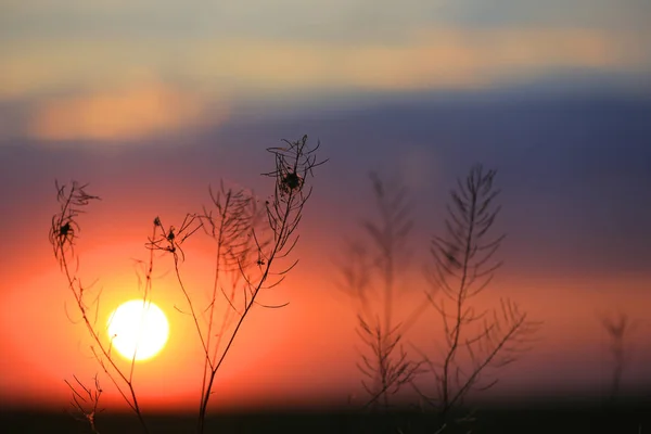 Krásný Západ Slunce Stepi Nad Suchou Trávou — Stock fotografie