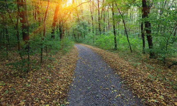 Pathway Höstparken Solnedgången Ljus Bland Gröna Träd — Stockfoto