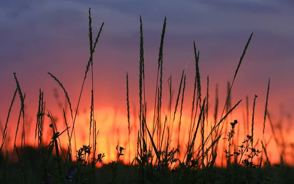 Hierba Verano Meados Puesta Del Sol Cielo Fondo — Foto de Stock