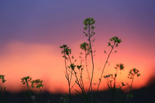 Bloemen Weide Avond Zonsondergang Hemel Achtergrond — Stockfoto