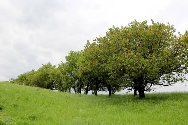 Landschaft Mit Grünen Bäumen Auf Der Wiese — Stockfoto