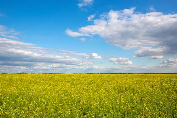 Paisagem Agradável Com Campo Estupro Amarelo Sob Nuvens Agradáveis Céu — Fotografia de Stock