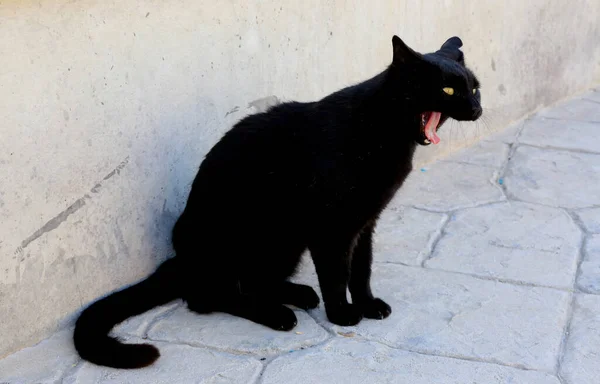 Black cat with open mouth near white stone