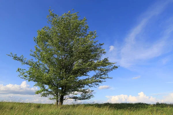 Trevligt Ensam Grönt Träd Äng Blå Himmel — Stockfoto