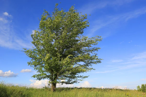 Sozinho Árvore Verde Prado Dia Primavera — Fotografia de Stock