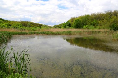Ormandaki bataklık manzarası