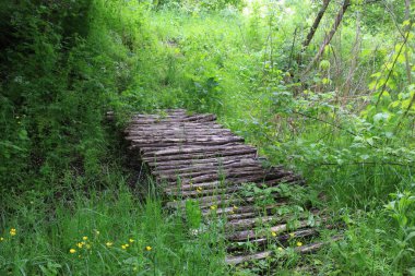 Yeşil ormandaki eski ahşap köprü