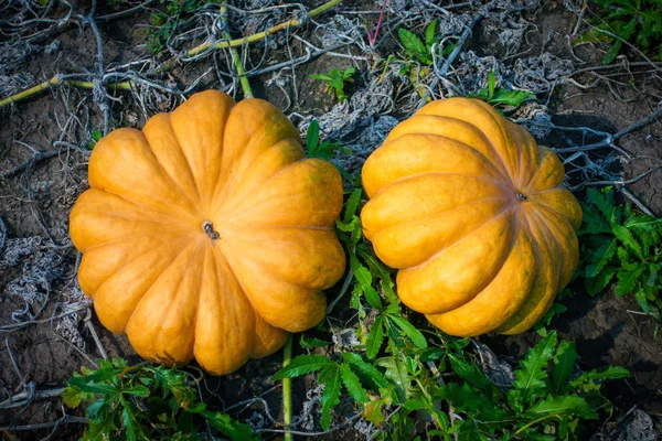 Rijpe pompoenen op het veld — Stockfoto