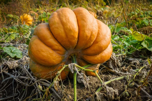 Ripe pumpkins on the field — Stock Photo, Image