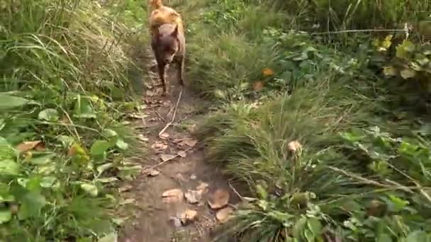 Две чистокровные собаки идут по тропинке — стоковое видео