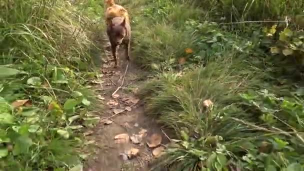 Two purebred dogs walking on the path — Stock Video