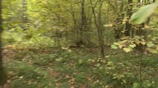 Perspective personnelle de courir sur un sentier dans la forêt . — Video