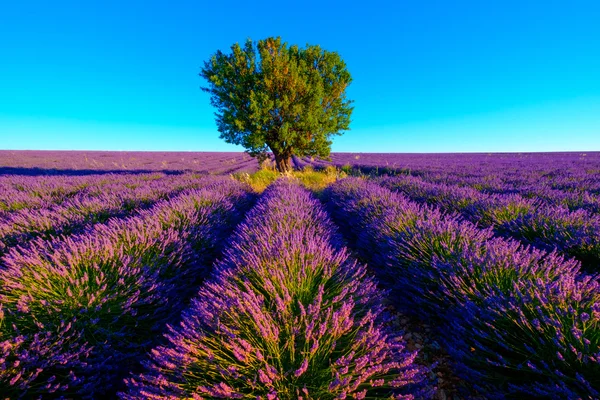 Levandulová pole v plošině Valensole — Stock fotografie