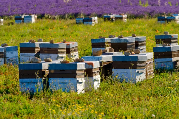 Beehives in Provence at France — Stock Photo, Image