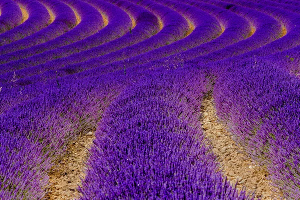 Lavanda florescente em um campo — Fotografia de Stock