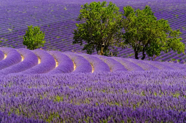 Champ de lavande sur plateau Valensole — Photo