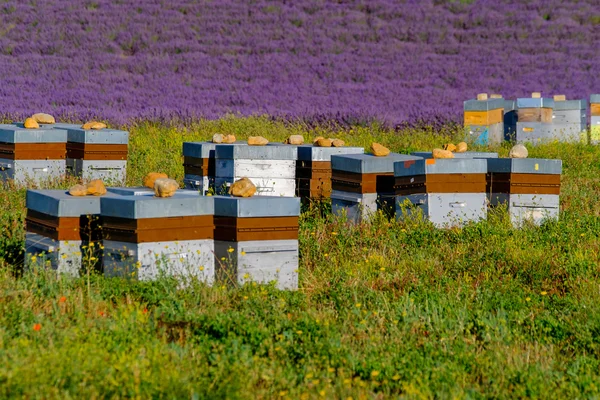 Bienenstöcke in der Provence in Frankreich — Stockfoto