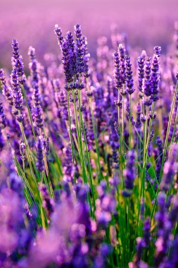Bir alanda çiçek açan lavanta