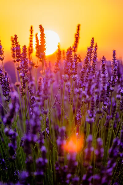 Blooming lavender in a field