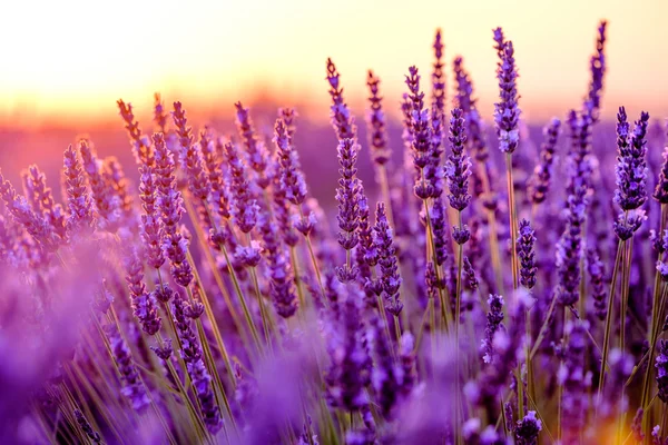 Blühender Lavendel auf einem Feld — Stockfoto