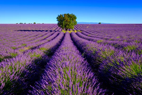 Levandulová pole v plošině Valensole — Stock fotografie