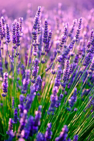 Blühender Lavendel auf einem Feld — Stockfoto