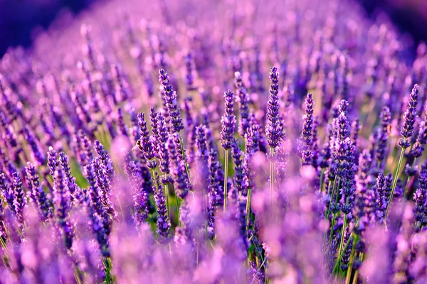 Blühender Lavendel auf einem Feld — Stockfoto