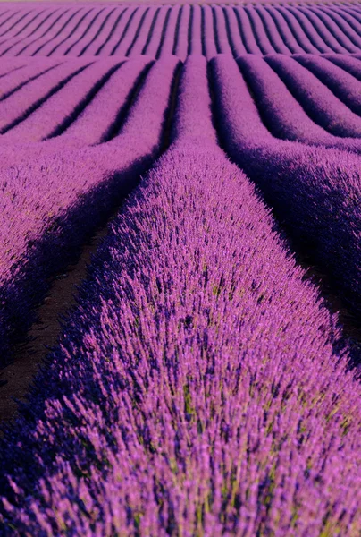 Lavanda florescente em um campo — Fotografia de Stock