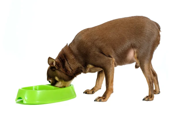 Sobrepeso ruso juguete perro comer —  Fotos de Stock