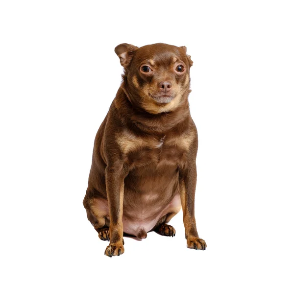 Overweight russian toy dog sitting — Stockfoto