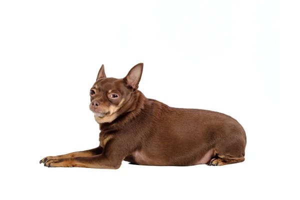 İzole yalan küçük üzgün köpek — Stok fotoğraf